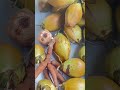Kelapa Sepuasnya Cuma Ada di Garut #keysy #ngakak #trending #travel #viral #kelapa