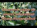 Отличный лекарь от многих заболеваний Плющ обыкновенный 