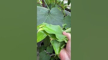 Thumbnail of tumis daun kencur