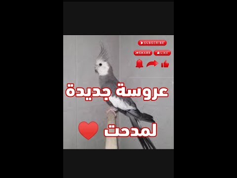 عروسة جديدة للدكر مدحت ♥🇪🇬