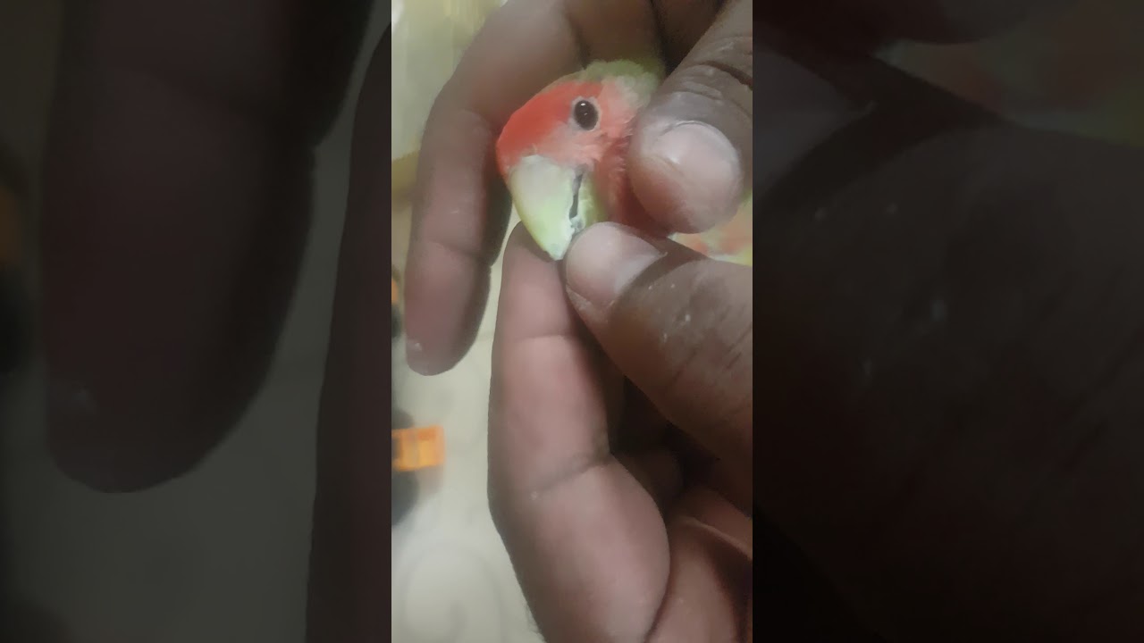 قص منقار طائر  الطقطق أو الروز وترتيبه