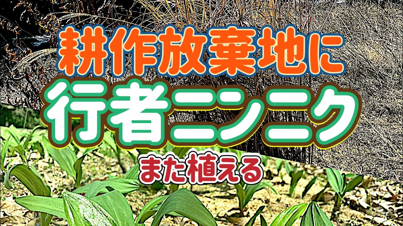 2025秋】耕作放棄地に行者ニンニク！最新農機具で効率化！ - YouTube
