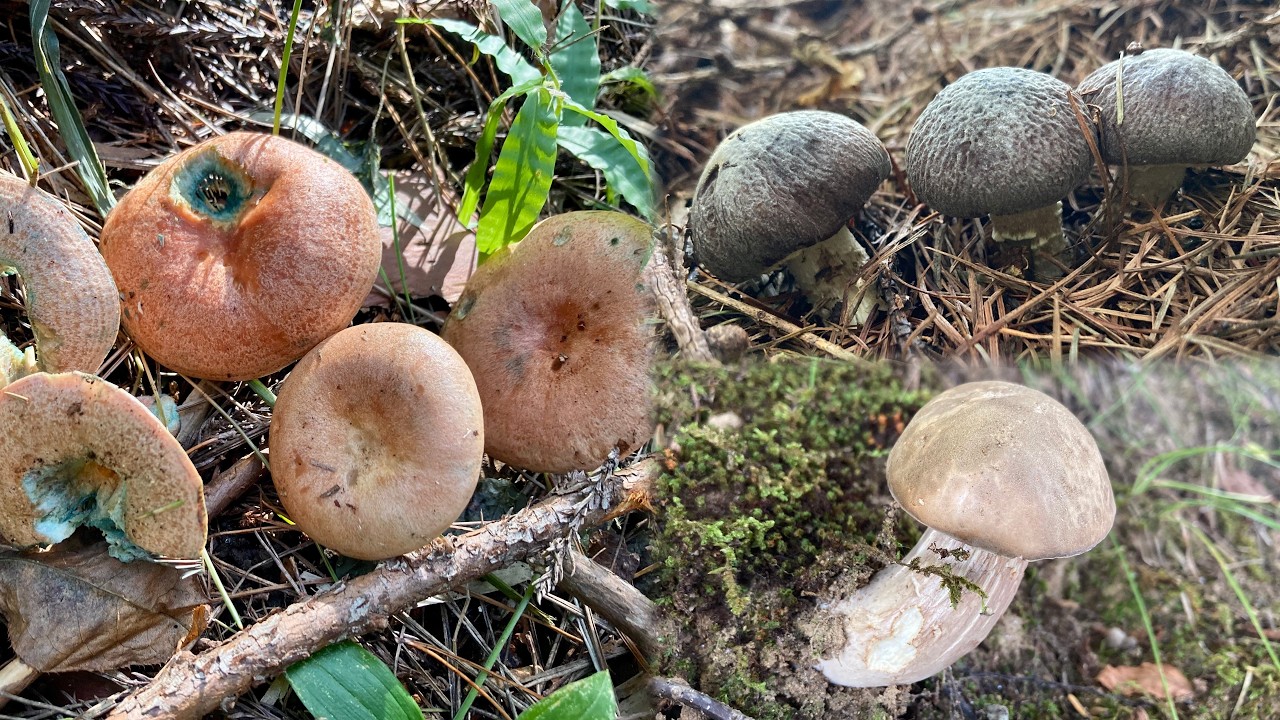 ハツタケ探しで美味すぎるキノコ見つけてしまう【ヤナギマツタケ・ポルチーニ】