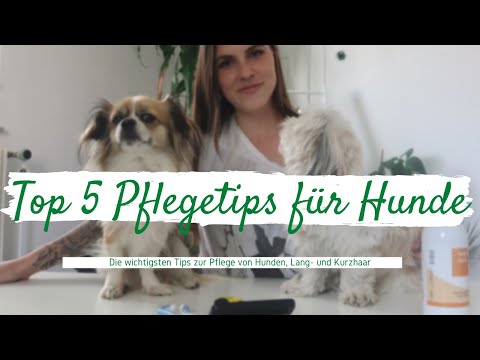 Video: 5 wichtige Pflegetipps für Hunde