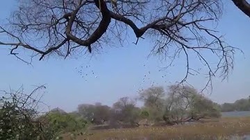 Lesser Whistling Ducks (SHRIKANT MADHAV KELKAR)