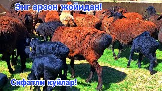 :   !  ! 950949996 771066447