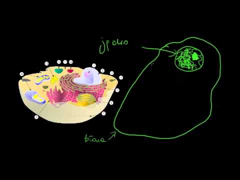 Budowa komórki