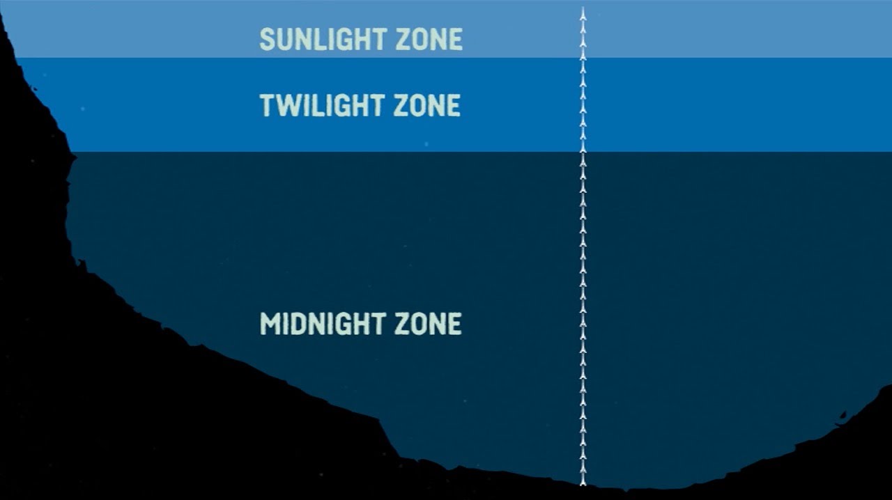 What Are The Sea Zones? Explaining Deep Sea Exploration ... pelagic zone diagram 