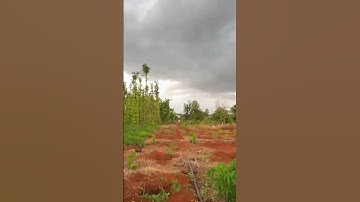 Cần Tiền Chữa Bệnh Chú Tám Buộc Phải Bán Đất Vườn , Vườn Cây Ăn Trái Đủ Loại #shorts