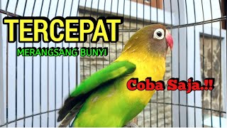 Suara Burung Lovebird NGEKEK PANJANG TERCEPAT Memancing LB Cepat NGEKEK, COBA SAJA !!