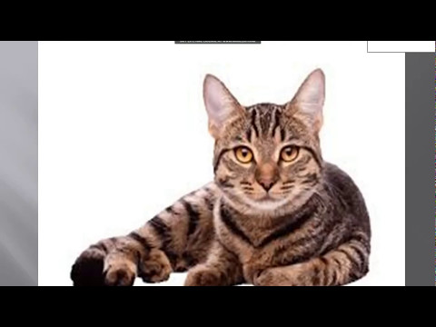 5 ფაქტი კატების შეახებ