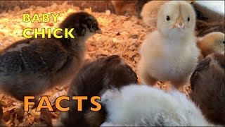 KIDS LOVE BABY CHICKS | Baby Chick Facts