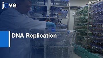 DNA Replication Timing Profiling | Protocol Preview