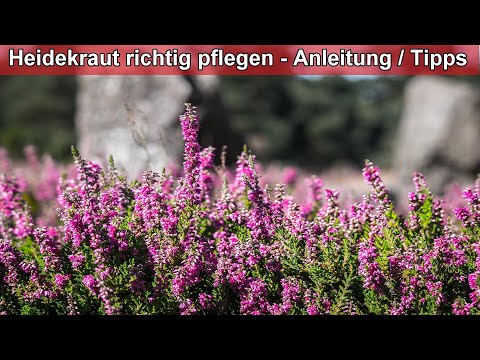 Video: Pflege der mexikanischen Heide - Erfahren Sie, wie man mexikanische Heide im Garten pflanzt