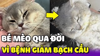 Bé mèo Qua Đời sau hai ngày chiến đấu với căn bệnh "Giảm Bạch Cầu" | Yêu Lu Official