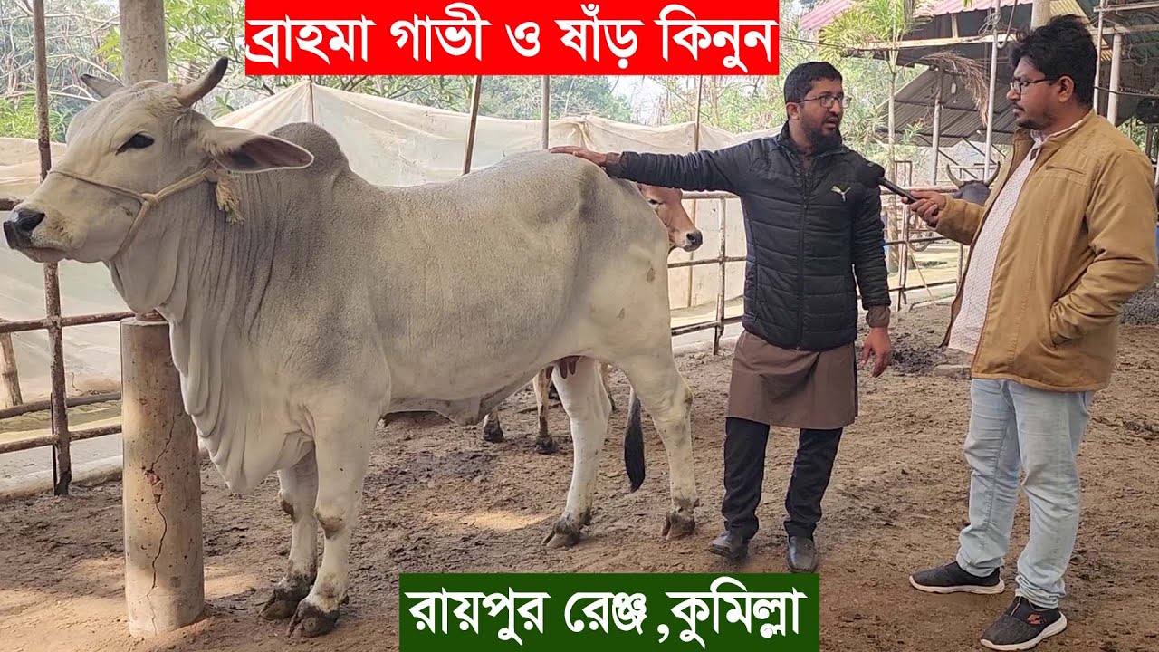 Компания Khamar BD продает коров и быков породы Брахма в районе Райпур города Комилла, чтобы зара...