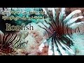 lionfish - سمكة دجاجة البحر - Red Sea