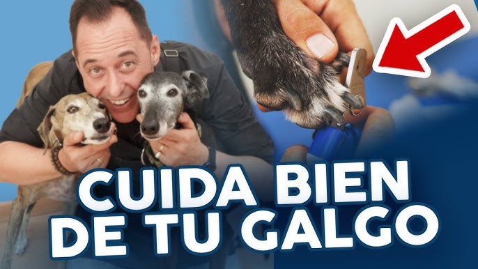 A nova vida dos galgos drogados: do inferno das corridas clandestinas para  uma família adotiva