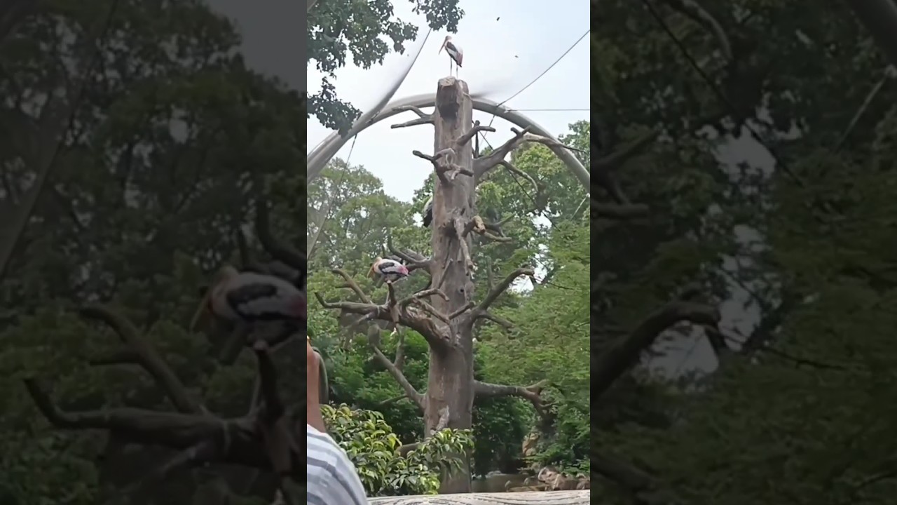 byculla zoo all aqua birds// rani bagh all aqua birds