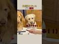 自信満々だった犬の結末