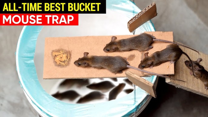 15 Best Homemade Mouse Trap Ideas That Really Work  Homemade mouse traps, Mouse  trap diy, Mouse traps