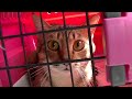 多頭崩壊の保護猫達　少しづつですが前に進んでいます。ご支援いただいている皆様本当にありがとうございます。ほしい物リストは随時更新して説明欄に載せています。#68