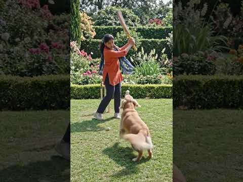 doglove#youtubevideo#doglover#minevlog#https://www.youtube.com/@ranjana2351