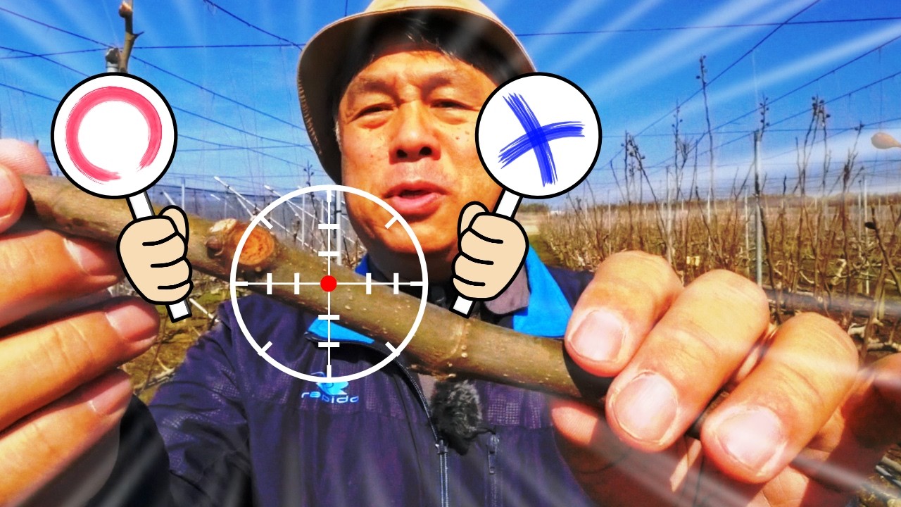 Викторина по инжиру Обрезка инжира