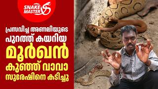 അണലിയുടെ പുറത്ത് കയറിയ മൂർഖൻ കുഞ്ഞ് വാവാ സുരേഷിനെ കടിച്ചു | Vava Suresh  | Snakemaster EP 1181
