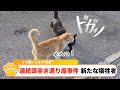 『にゃんこ連続頭突き通り魔事件に新たな被害者か!?』『新型にゃんこ用スマホnphone15シリーズ発表』『本日の天気予報』