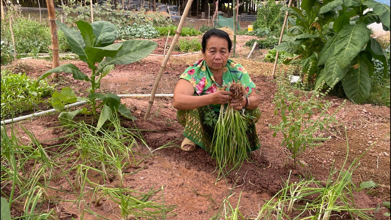 มาปลูกต้นหอมกันครับทุกคน แดดอ่อนๆ เข้าสวนผักกับยายเหมือนเดิมครับ 🧅 | ภูสไตล์ Phu Style