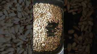 roasting organic sunflower seeds.