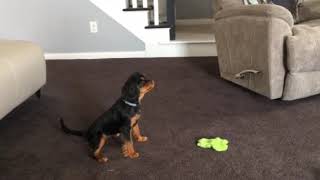 Aliyah The Cavalier King Charles Spaniel Talks To The TV