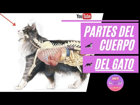 Video: Anatomía De Un Gato Y Un Gato: Características De La Estructura Del Cuerpo, Por Qué Un Animal Necesita Una Cola Y Otros Datos Interesantes