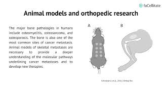 The importance of animal models in biomedical research