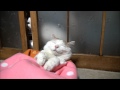 かごで昼寝するしろ　SHIRO to sleep in a basket
