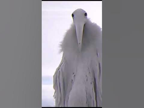 Птица из 2027 года #птица #мем #подпишись - YouTube