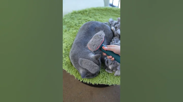 Watch the video about The Best Brush for British Shorthair Cats – Tested!