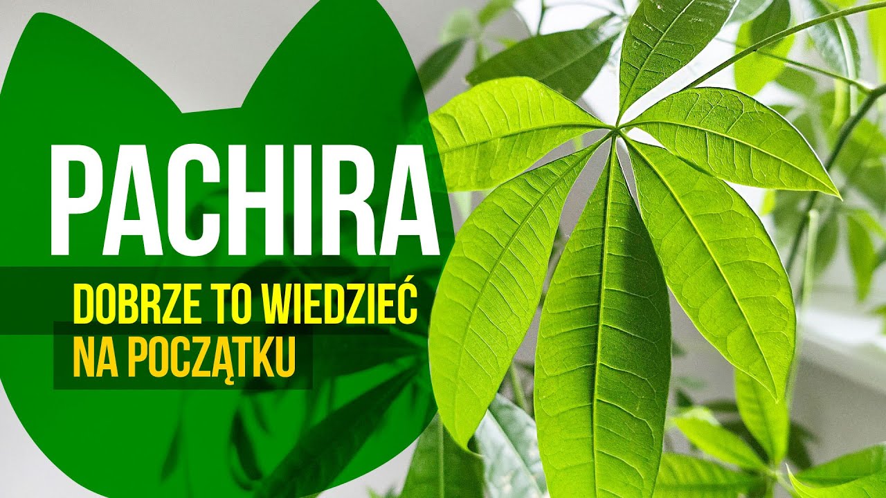 Pachira. Cięcie, przesadzanie, korzenie, stanowisko. #rośliny #pachira