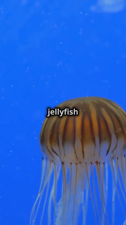 Top 5 Animals That Kill The Most Humans shortsfeed YouTube top-5-animals-that-kill-the-most-humans-shortsfeed-youtube