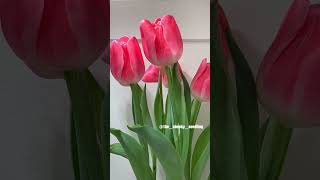 Happy Easter!!! 🌷🐣🌷 #tulip #timelapse #spring #easter #cheekyseedlingtimelapse #shotoniphone #timela