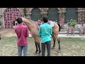 my day at horse farm long riders ranch with marwari horses