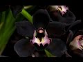 BLACK ORCHID  -  STEVIE WONDER - (1979)