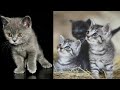 Cutest Kittens😻| Cute Kittens Meowing | CatBlatt
