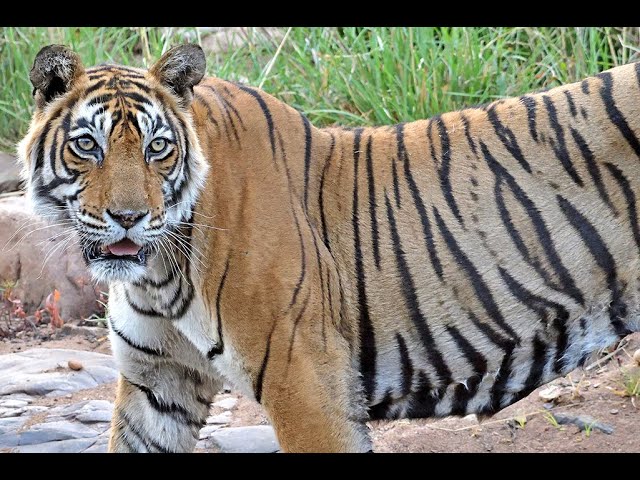 Interesting Facts about the Majestic Royal Bengal Tigers at the Tadoba Tiger  Reserve