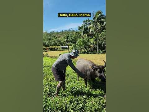 🇵🇭 Foreigner vs Carabao #philippines #farming #mountains - YouTube