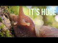 The Biggest Snail On Earth Is Eating Hawaii (Giant African Land Snail!)