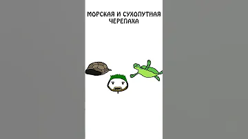 Не путаем морскую черепаху с сухопутной #shorts #животные #черепахa #путаем
