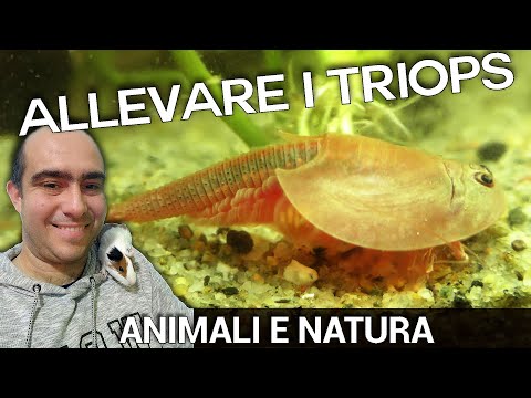 Video: Triops Fatti e Come allevare Triops per animali domestici