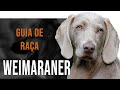 Weimaraner  tudo sobre a raa